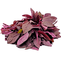 Red Amaranthus