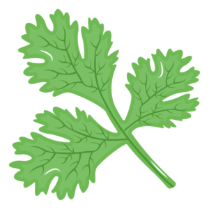 Coriander