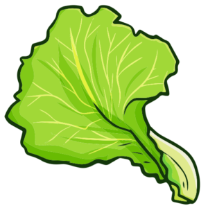 Lettuce